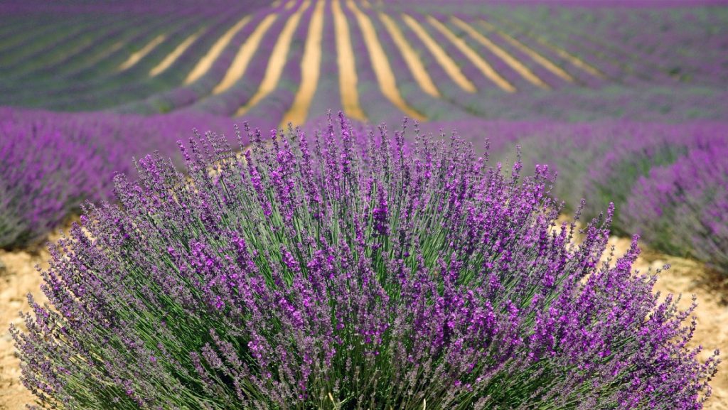 Trouver et visiter des producteurs près de Ballainvilliers
